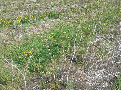 bluerry winter damage